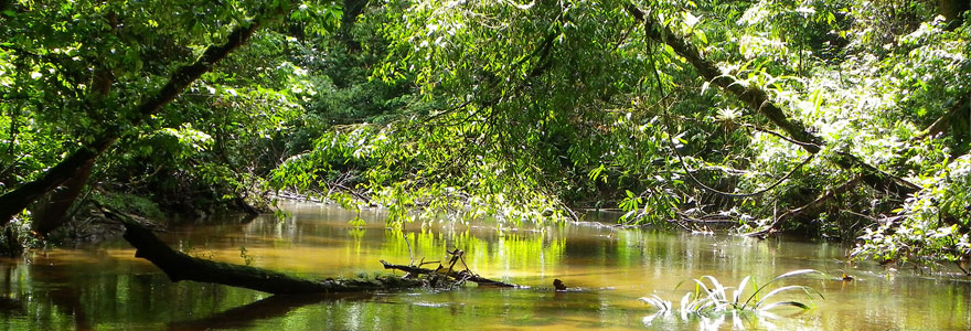 la forêt amazonienne