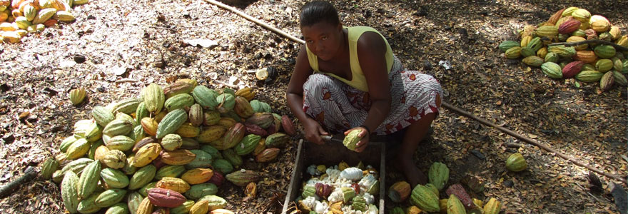 pays de cacao en Afrique